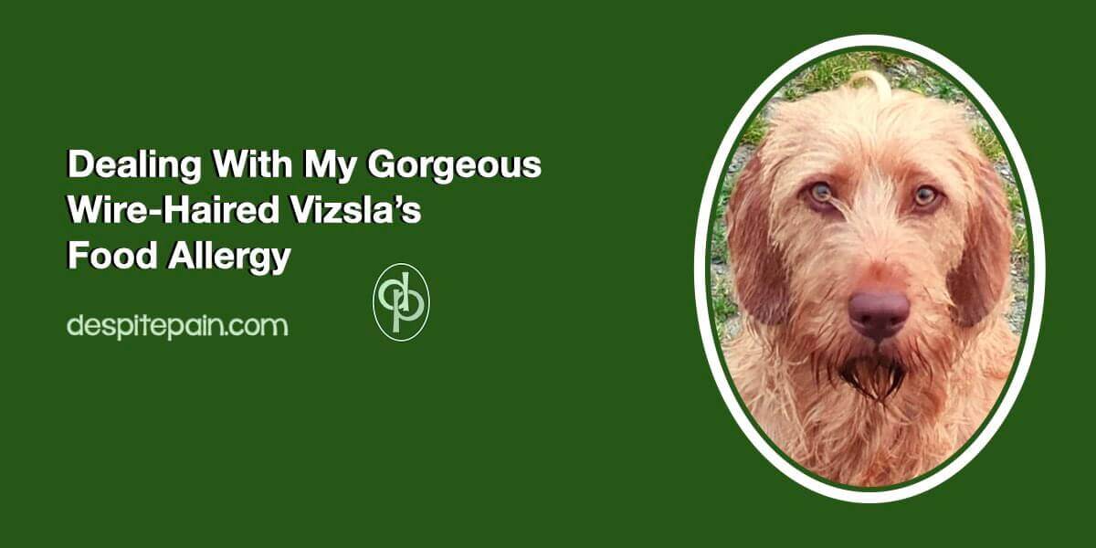 Dealing with my wire-haired vizla's food allergy. A photo of Kip, my dog.