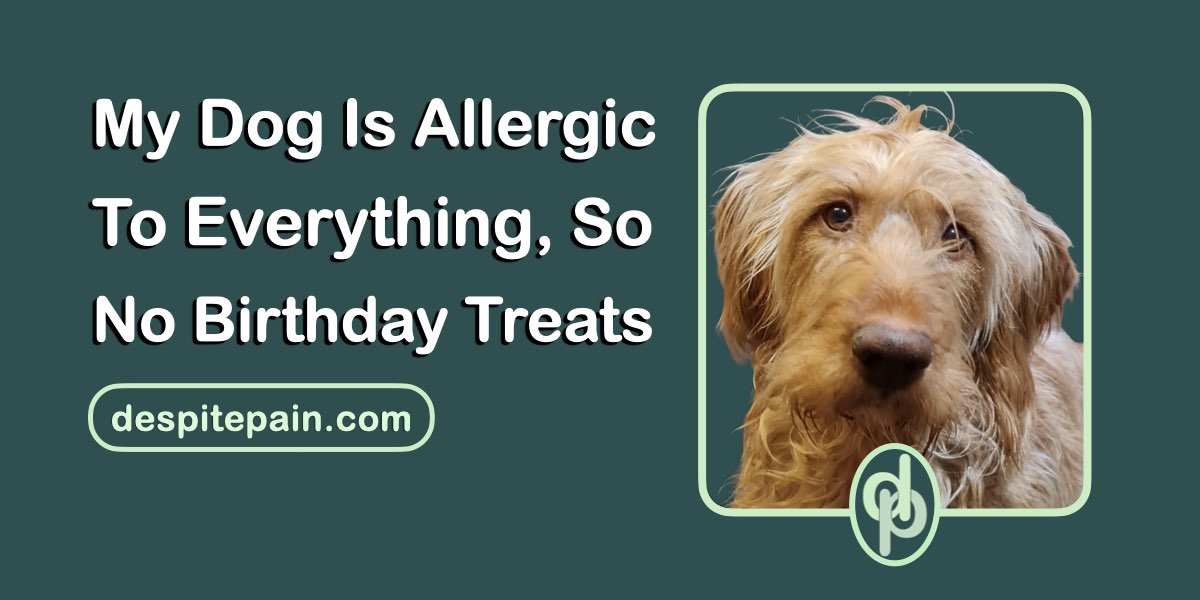 Text: My dog is Allergic to everything, so no birthday treats. A photo of my dog.
